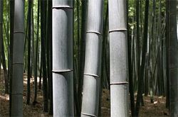 Madera de Bamb